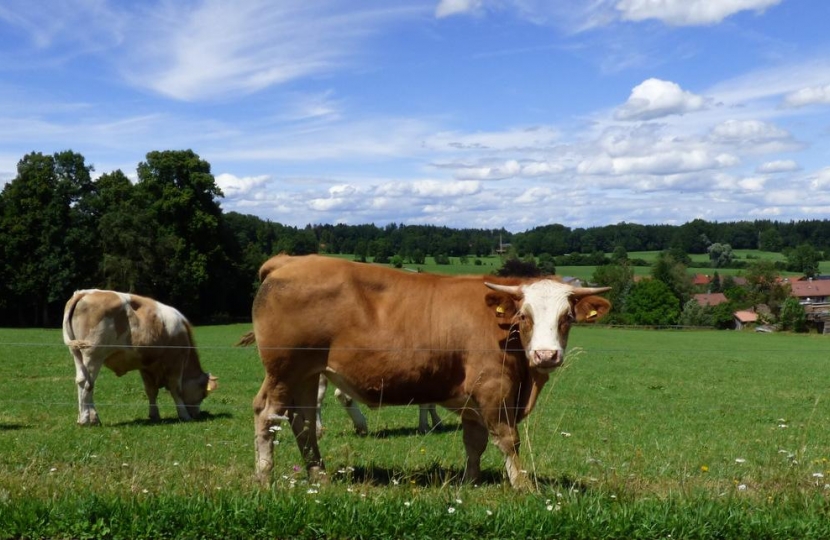 North Wales farmers welcome fairer red meat levy split 